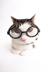 White Background Cat Sitting Portrait, Studio Photo of Domestic Cat