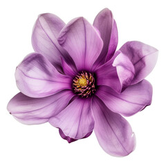 Naklejka premium Purple Magnolia Flower Closeup.