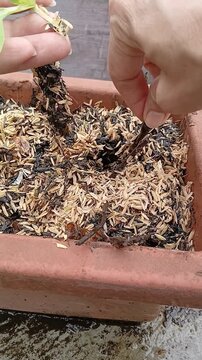 Planting Bok Choy Seedling in a Pot