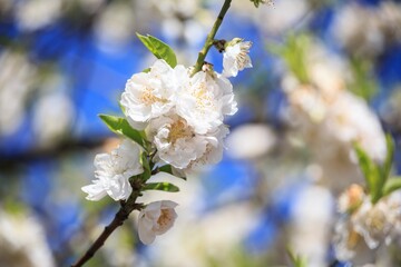 Vibrant White Cherry Blossoms Against a Brilliant Blue Sky
