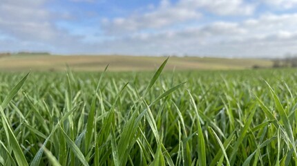 Obraz premium Lush green grass blades in a vast agricultural field under a cloudy sky.