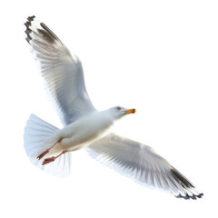 Fototapeta premium Seagull Flying with Outstretched Wings in Air.