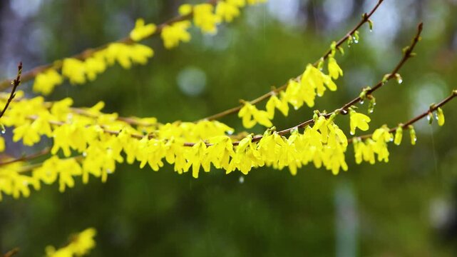 Beautiful forsythia flowers heralding the arrival of warm spring, a scene of spring rain, and the refreshing sound of rain ASMR.
