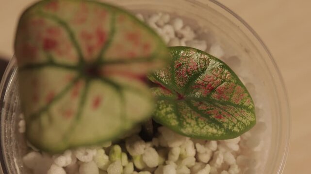 Caladium Leaf in Pot with Decorative Red and Green Pattern, Minimal Botanical Close Up