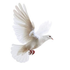 Obraz premium White Dove Flying with Outstretched Wings.