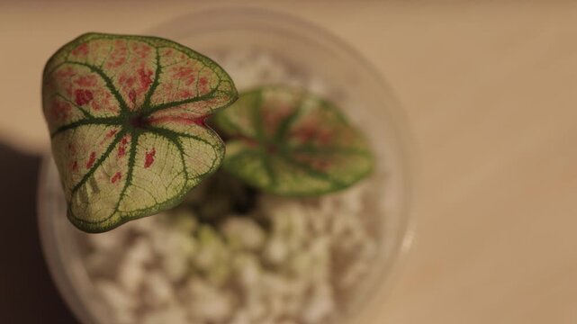 Caladium Houseplant Leaves with Red and Green Pattern, Soft Focus Botanical Background