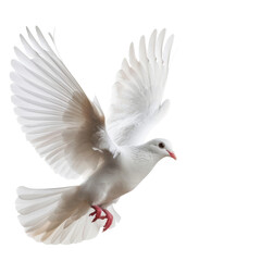 White Dove Flying with Spread Wings.