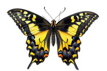 Obraz premium Yellow Black Butterfly with Open Wings.