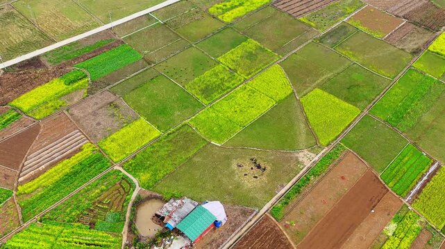 Aerial Perspective of Agricultural Diversity: Rapeseed Fields in Multiple Hues of Yellow and Green