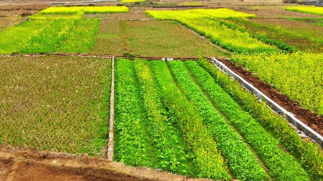 Colorful Spring Farmland: Patchwork of Blooming and Fallow Fields, Southern China