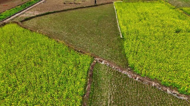 Spring Farmland Mosaic: Rapeseed Fields in Different Bloom Stages and Colors, Rural China