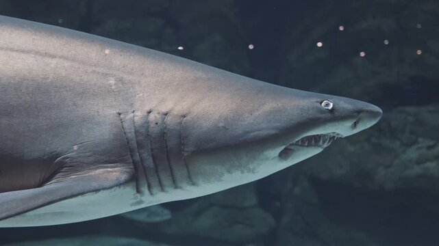 Close up Aquarium. Portrait of bronze whaler shark head with sharp teeth and eyes swimming near camera. Marine aquatic underwater life, wildlife nature. Dangerous predator in oceanarium. Beautiful