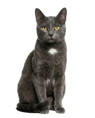 Obraz premium Russian Blue cat with yellow eyes and white chest patch, sitting and looking at camera on white background