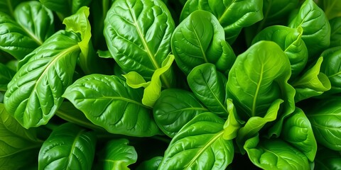 Fototapeta premium Vibrant green spinach leaves, fresh and crisp, vegetable, farm