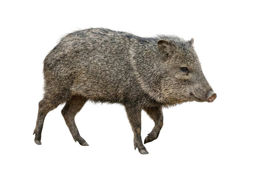 Collared peccary walking, isolated on white background, side view of a javelina with coarse gray fur