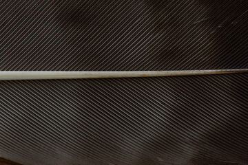 Extreme close up of grey bird feather texture, natural organic macro background © Mariia