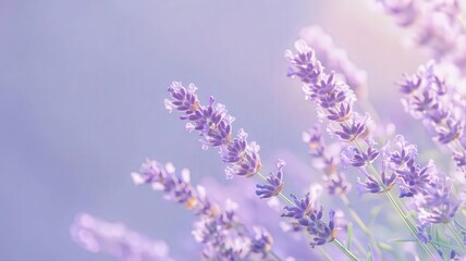Fototapeta premium Lavender Flowers in Vivid Purple Hues Against a Soft Background Creating a Serene Atmosphere