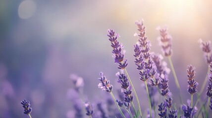 Fototapeta premium Lavender Flowers in Vivid Purple Hues Against a Soft Background with Gentle Sunlight