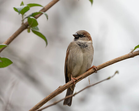 House Sparrow sitting on a Branch in great clear Light - Photo Set for Biology Articles or Books. High quality photo