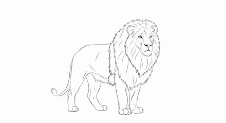 Obraz premium A realistic line drawing of a male lion with a full mane standing confidently
