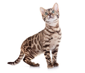 bengal kitten in studio © cynoclub