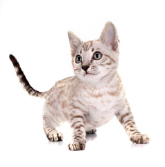 Fototapeta premium bengal kitten in studio