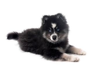Fototapeta premium Pomsky in studio