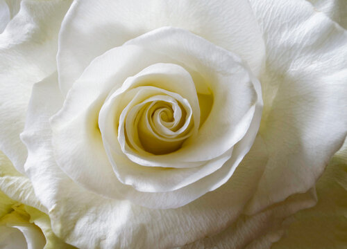 rose blanche