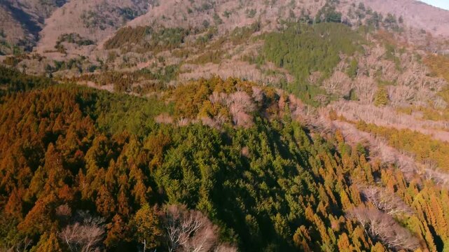 冬に咲く桜が紅葉した山をピンクに染めるダイナミックな空撮