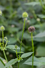 Dipsacus pilosus grows among green plants in a garden during summer with tall stems and white flower heads
