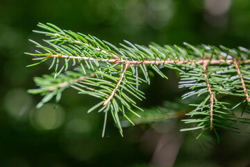 Close view of a pine branch with green needles showing details of the plant in a natural setting under sunlight