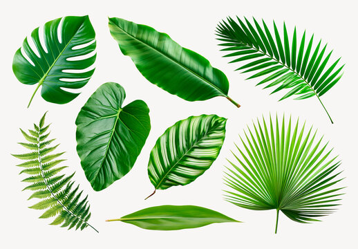 Tropical Leaves Illustration Element Design Set