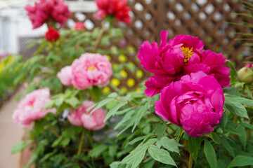 京都府立植物園の早春の花