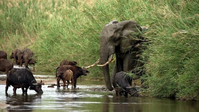 Elephant And Buffalo Sharing African Waterhole Together