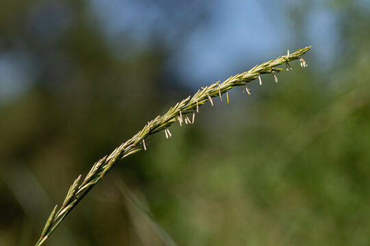 Close view of Lolium perenne showing flat spike with flower structures in a natural setting during daylight hours