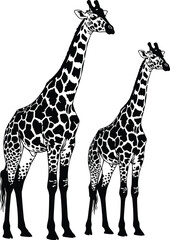 Two giraffe silhouettes standing together with spotted patterns and long necks in safari wildlife scene cad drawing flat vector illustration medical icon, black