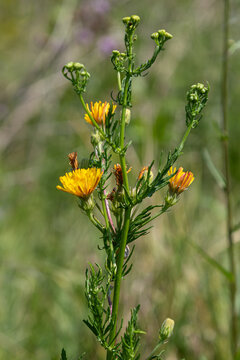 Stinking hawksbeard plant showing yellow flowers and branched stems in a grassy area during the daytime in spring