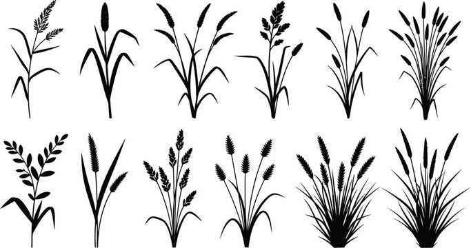 Collection of ten distinct black silhouette illustrations depicting various types of wild grasses cereal crops and meadow plants isolated on a white background