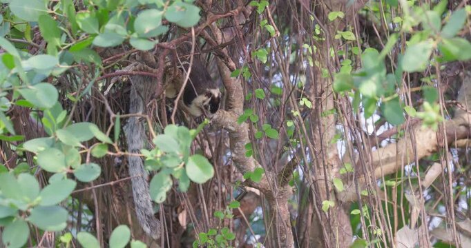 Sri Lankan Giant Squirrel Feeding in Kalametiya Mangroves
