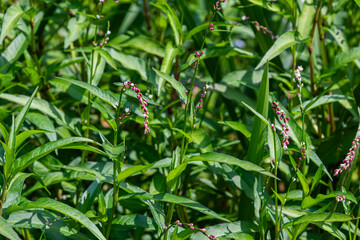 Fototapeta premium Persicaria hydropiper plant growing in a wetland area with green leaves and small pink flowers during daytime in summer