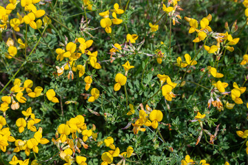 Obraz premium Clusters of yellow flowers of Lotus corniculatus grow in a garden during spring in a sunny location