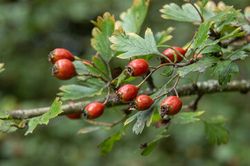 Common hawthorn shrub with red fruits and green leaves growing in a natural setting during late summer or early fall