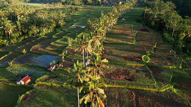 Aerial drone footage of tropical rice fields in Bali featuring a curved row of coconut trees, forming a natural walkway through green paddy fields at golden hour with rural farmland landscape.