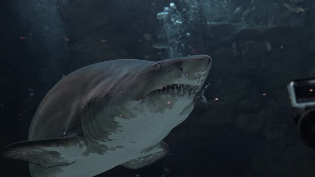 Close up Aquarium. Divers feeding bronze whaler shark with fish. Big head with sharp teeth and eyes looking at camera. Marine aquatic underwater life, wildlife nature. Dangerous predator in oceanarium