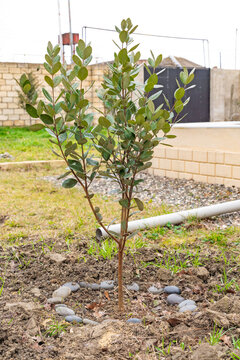 A young feijoa tree in the garden