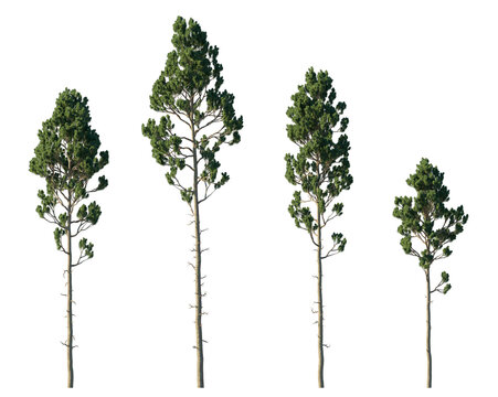 lodgepole pine (pinus contorta, shore pine, rocky mountain pine) isolated PNG on a transparent background premium nature cutout