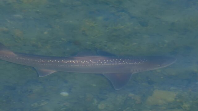 Close up of New Zealand Rig shark spotted dogfish swimming in shallow coastal ocean waters of Wellington NZ Aotearoa