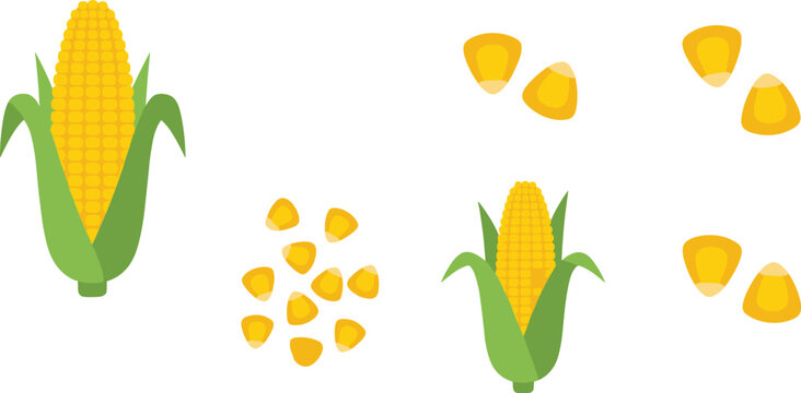 Sweet Corn Collection Vector Illustration Set with Whole Corn Cob and Yellow Kernels Isolated on White Background for Farm Food Design