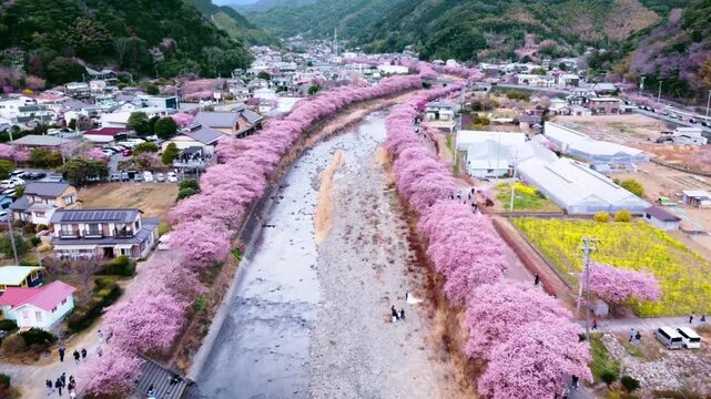 川沿いにずらーっと並んで咲いた満開の桜を空撮