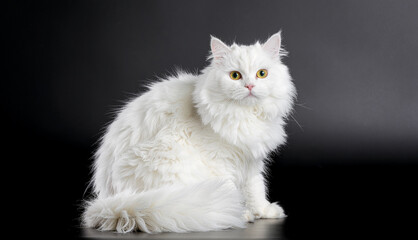 Fototapeta premium A serene white cat sits calmly on a dark reflective surface, gazing directly at the camera, showcasing its fluffy fur and bright eyes in a studio setting from a slightly elevated viewpoint.